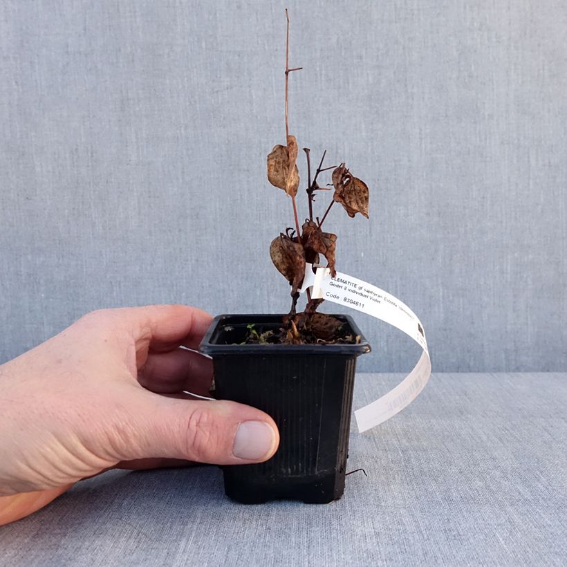 Amostra de Clématite - Clematis Saphyra Estrella Vaso de 8/9 cm tal como entregue no inverno