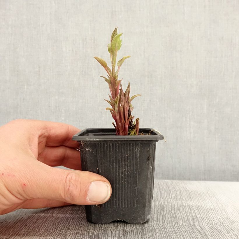 Amostra de Clematis Saphyra Estrella Vaso de 8/9 cm tal como entregue na primavera