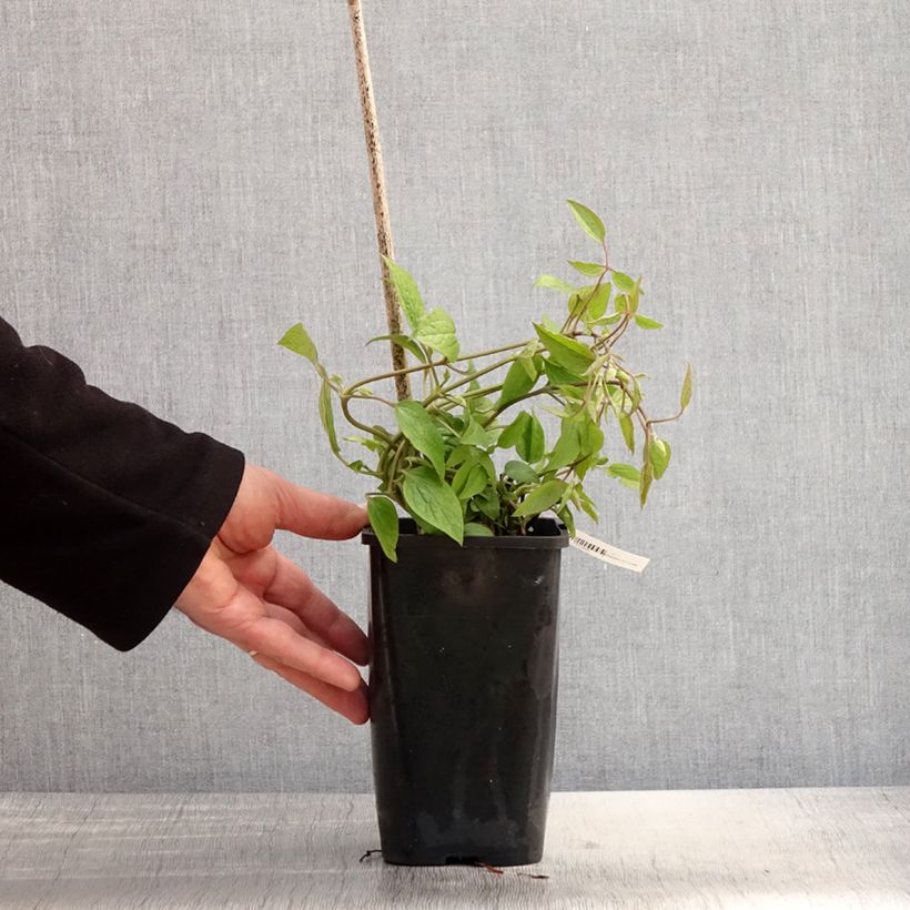 Amostra de Clématite - Clematis Saphyra Estrella Vaso de 1,5 L/2 L tal como entregue na primavera