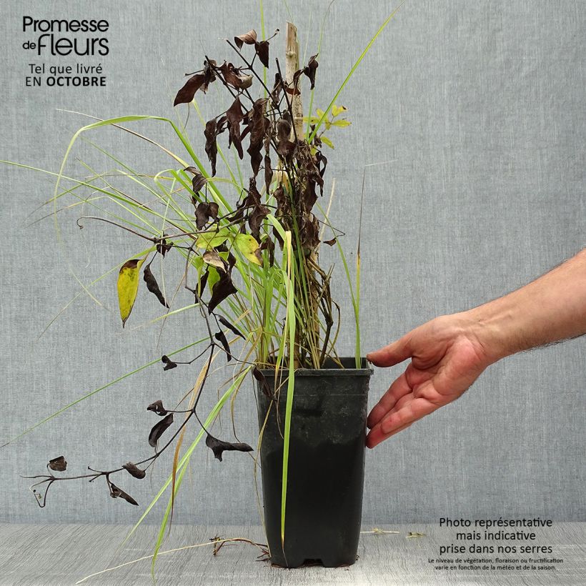 Amostra de Clematis Saphyra Vaso de 2 L/3 L tal como entregue no outono