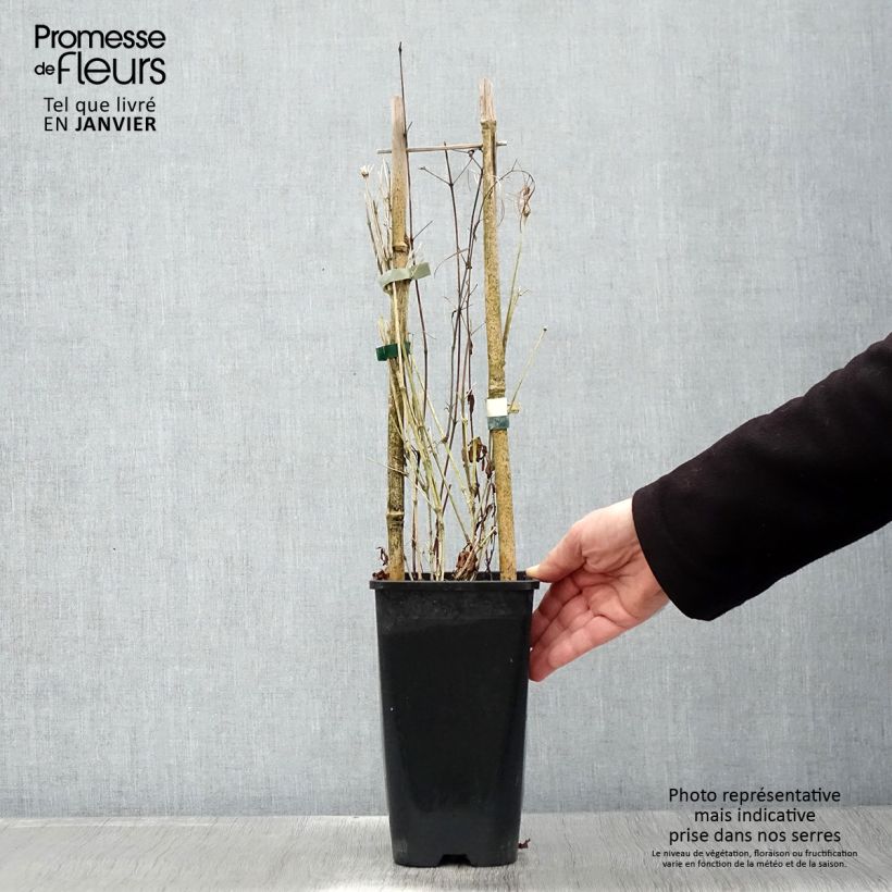 Amostra de Clématite - Clematis Saphyra Indigo Vaso de 2 L/3 L tal como entregue no inverno