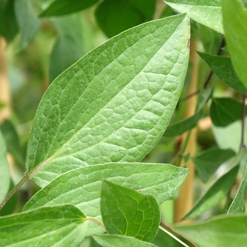 Clematis Saphyra (Folhagem)
