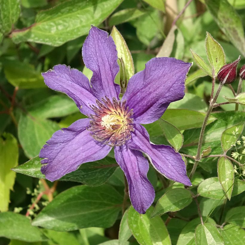 Clematis Saphyra (Floração)