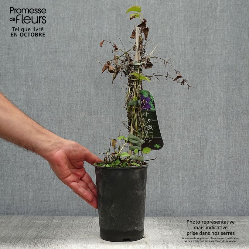 Amostra de Clematis Shin Vaso de 2 L/3 L tal como entregue no outono