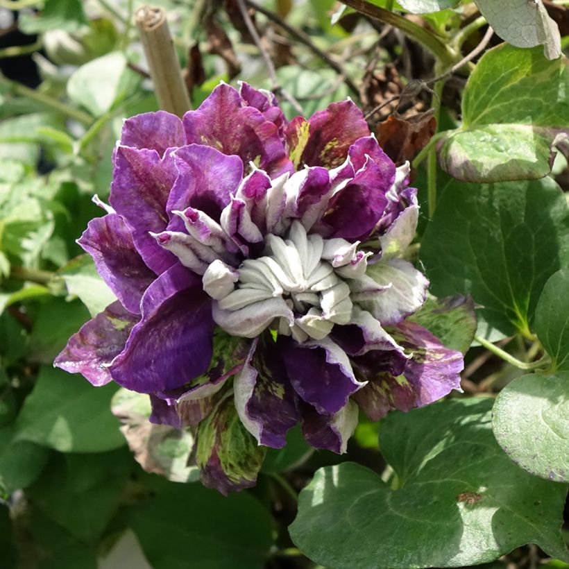 Clematis Shin (Floração)