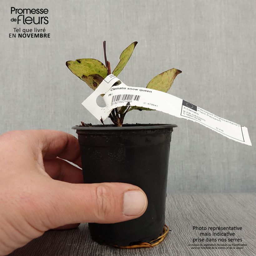 Amostra de Clematis Snow Queen Vaso de 8/9 cm tal como entregue no outono
