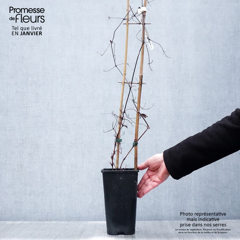 Amostra de Clématite - Clematis Solidarnosc Pot de 2L/3L tal como entregue no inverno