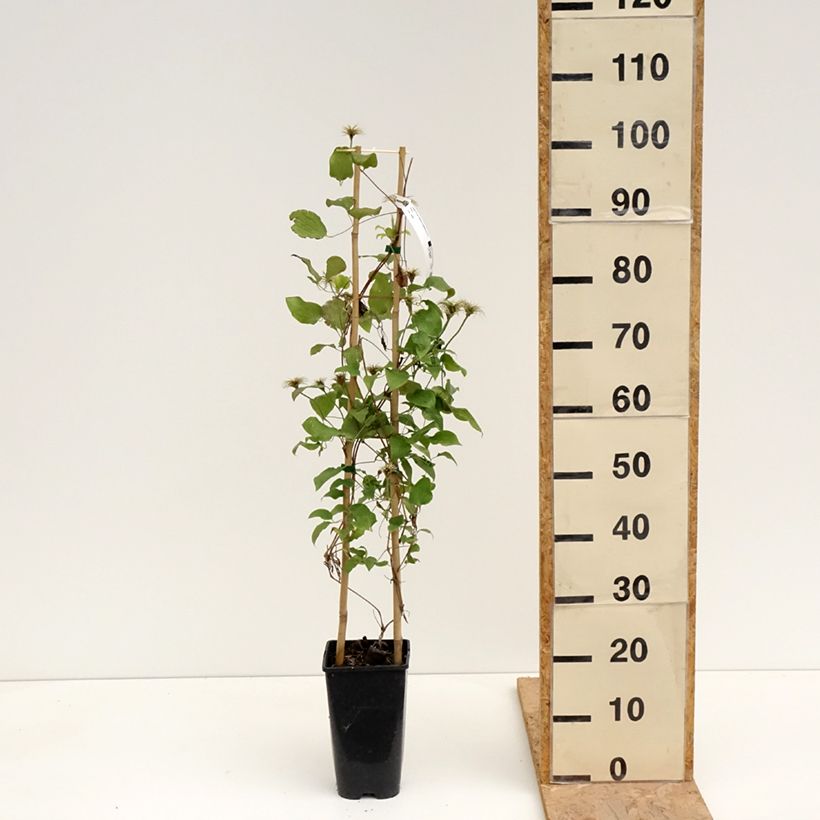 Amostra de Clematis Solidarnosc Vaso de 2 L/3 L tal como entregue na primavera