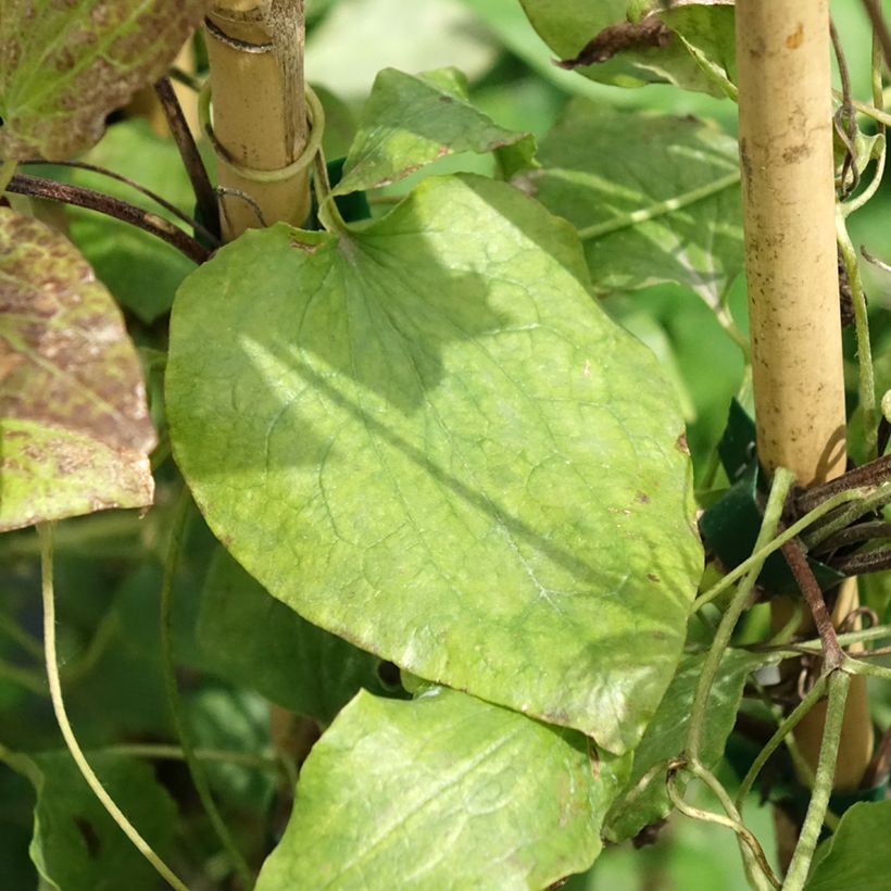 Clematis Solidarnosc (Folhagem)