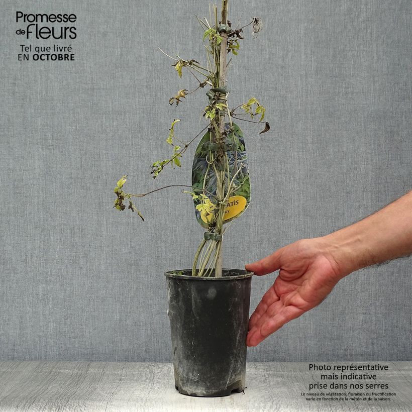 Amostra de Clematis Spiky - Clematite Vaso de 2 L/3 L tal como entregue no outono