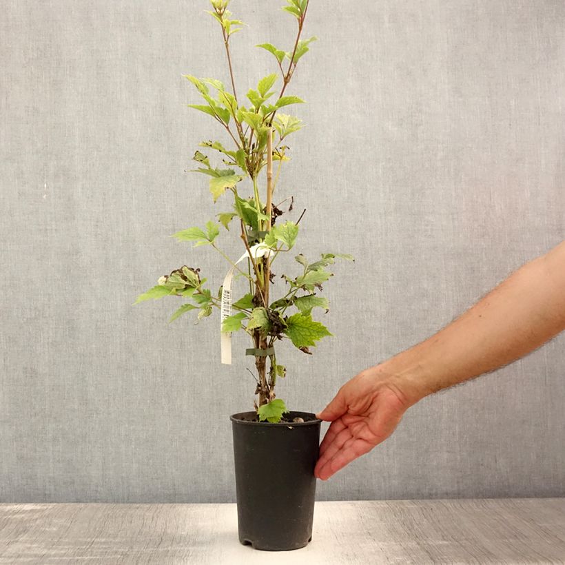 Amostra de Clematis stans Vaso de 2 L/3 L tal como entregue no verão