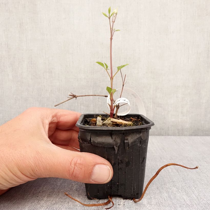 Amostra de Clematis Star of India Vaso de 8/9 cm tal como entregue na primavera