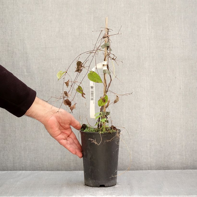 Amostra de Clematis Star of India Vaso de 2 L/3 L tal como entregue no outono