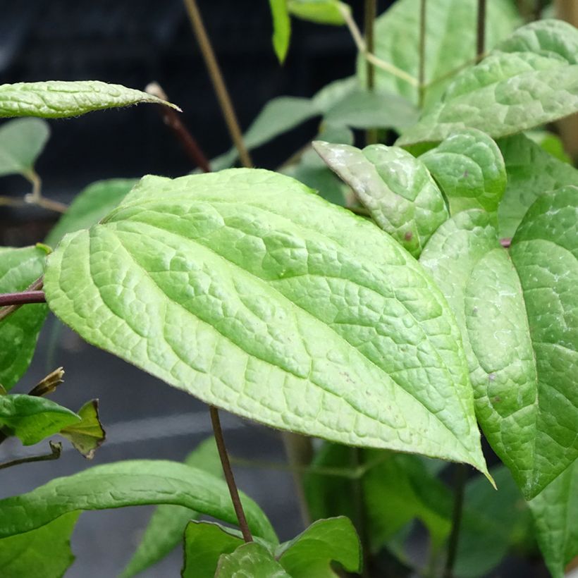 Clematis Star of Pakistan (Folhagem)