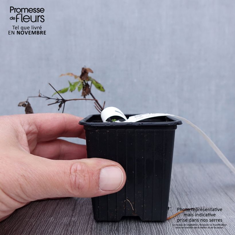 Amostra de Clematis Sunset Vaso de 8/9 cm tal como entregue no outono