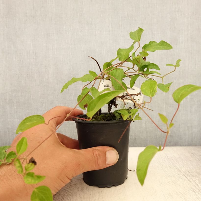 Amostra de Clematis Sunset Vaso de 8/9 cm tal como entregue no verão