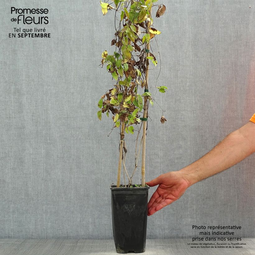 Amostra de Clematis Sunset Vaso de 2 L/3 L tal como entregue no verão
