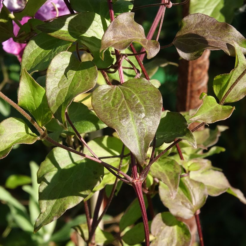 Clematis Super Cute (Folhagem)