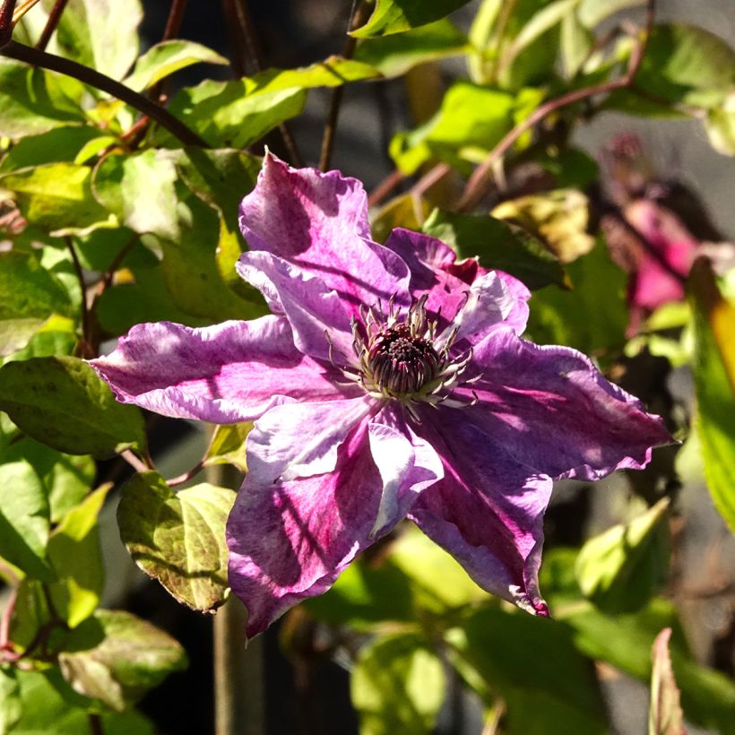 Clematis Super Cute (Floração)