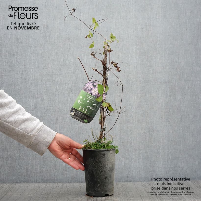 Amostra de Clematis viticella Super Nova Vaso de 2 L/3 L tal como entregue no outono