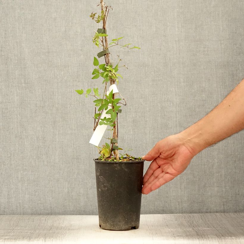 Amostra de Clematis viticella Super Nova Vaso de 2 L/3 L tal como entregue no verão