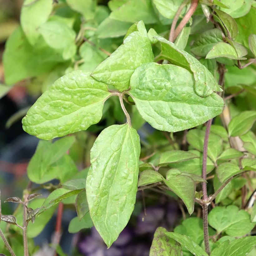 Clematis viticella Super Nova (Folhagem)