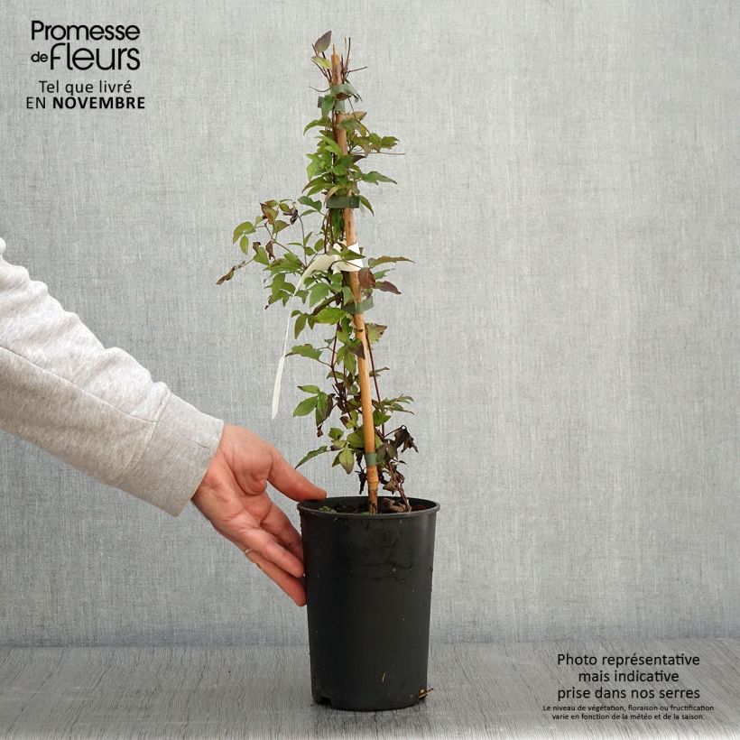 Amostra de Clematis Supernight Vaso de 2 L/3 L tal como entregue no outono