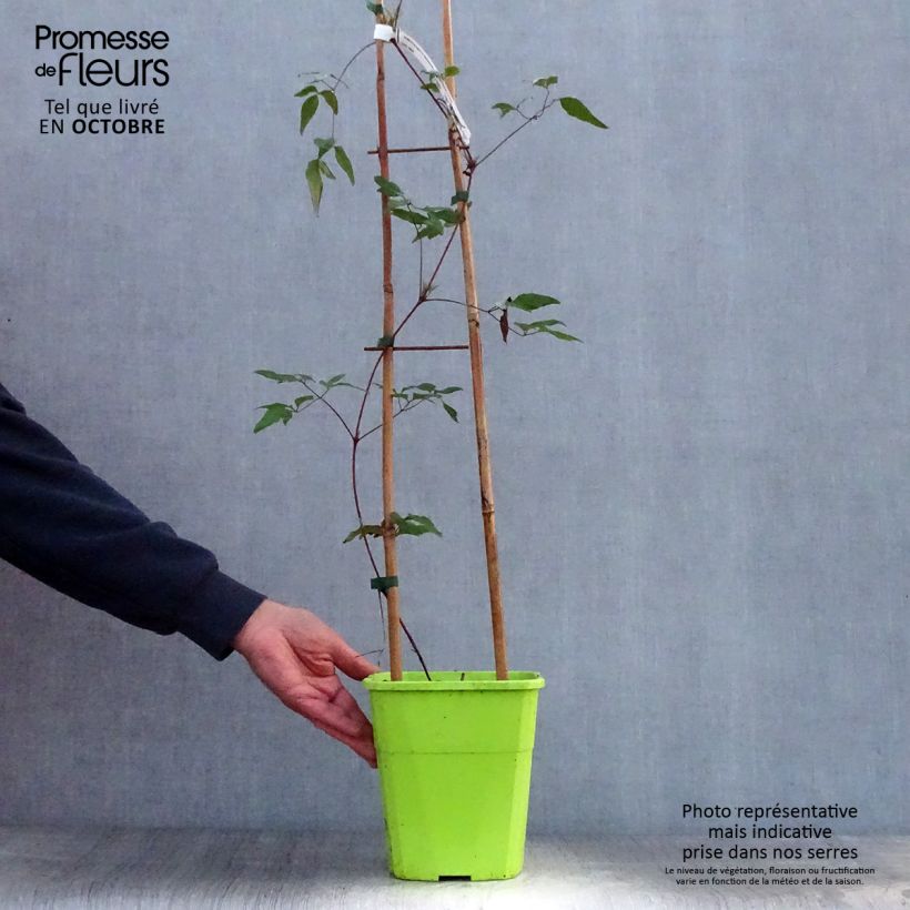 Amostra de Clematis Taiga Vaso de 1,5 L/2 L tal como entregue no outono