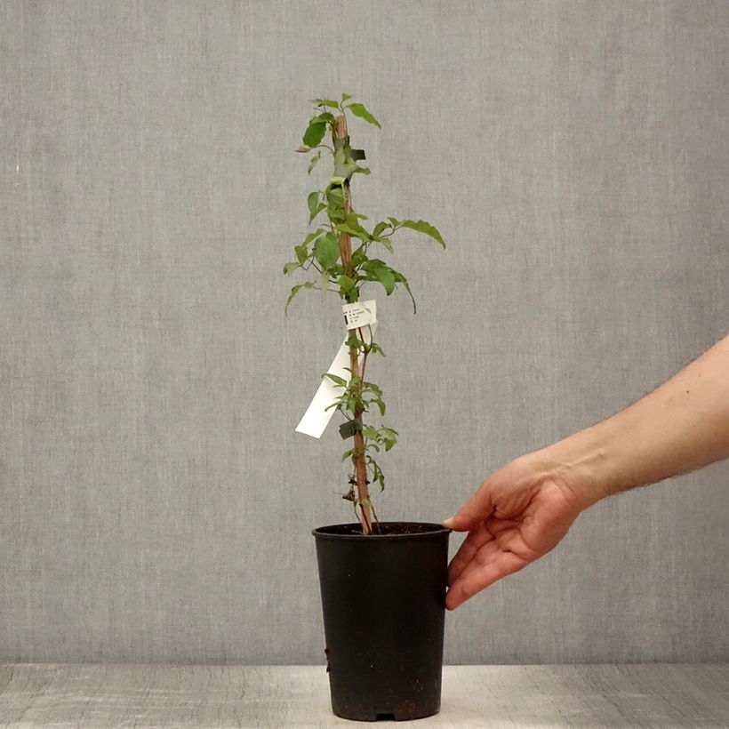 Amostra de Clematis Taiga Vaso de 1,5 L/2 L tal como entregue no verão
