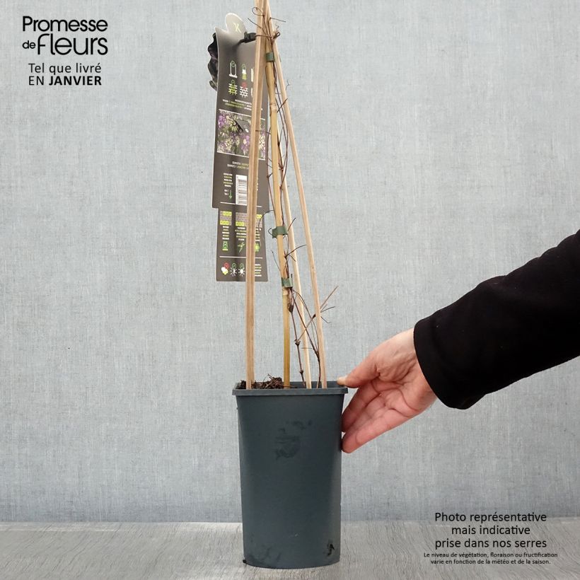 Amostra de Clematis Taiga Vaso de 1,5 L/2 L tal como entregue no inverno