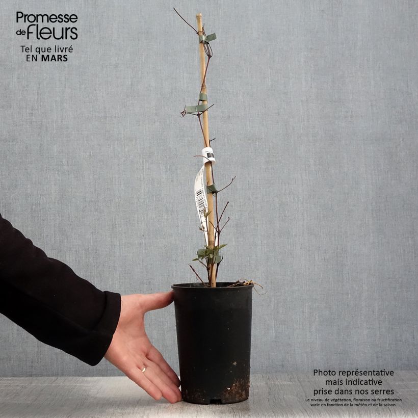 Amostra de Clematis Taiga Vaso de 1,5 L/2 L tal como entregue na primavera