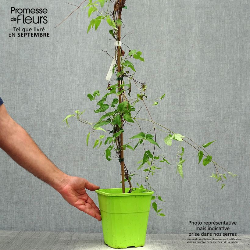 Amostra de Clematis Taiga Vaso de 3 L/4 L tal como entregue no outono