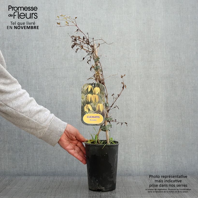 Amostra de Clematis tangutica Aureolin Vaso de 2 L/3 L tal como entregue no outono