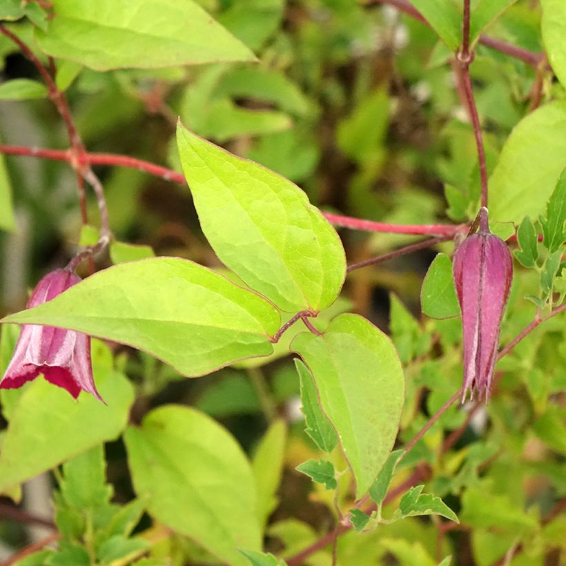 Clematis tangutica Aureolin (Folhagem)