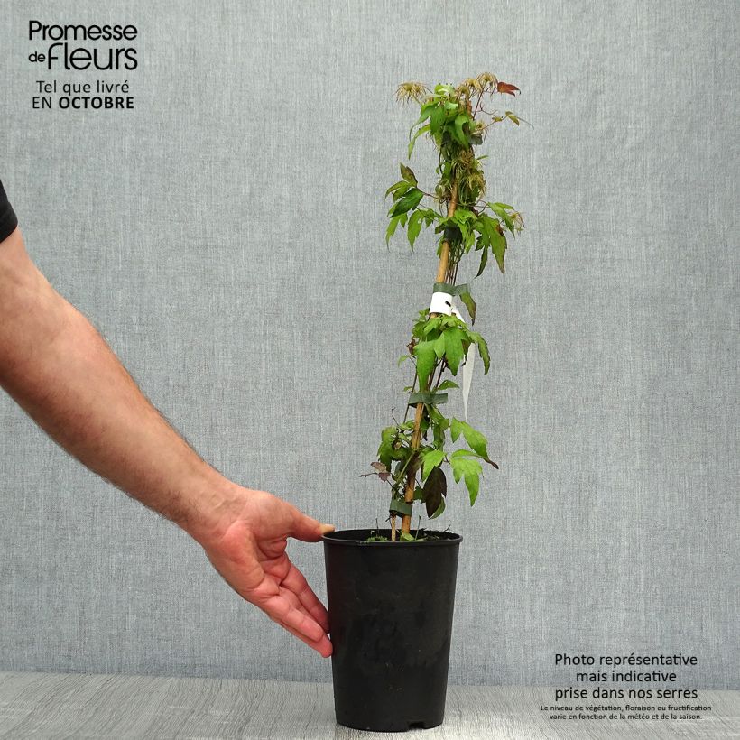 Amostra de Clematis tangutica Grace Vaso de 2 L/3 L tal como entregue no outono
