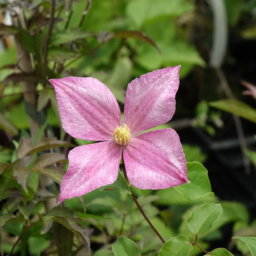 Clematis tangutica Grace (Floração)