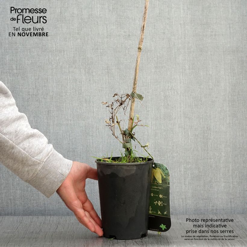 Amostra de Clematis tangutica Lambton Park Vaso de 2 L/3 L tal como entregue no outono