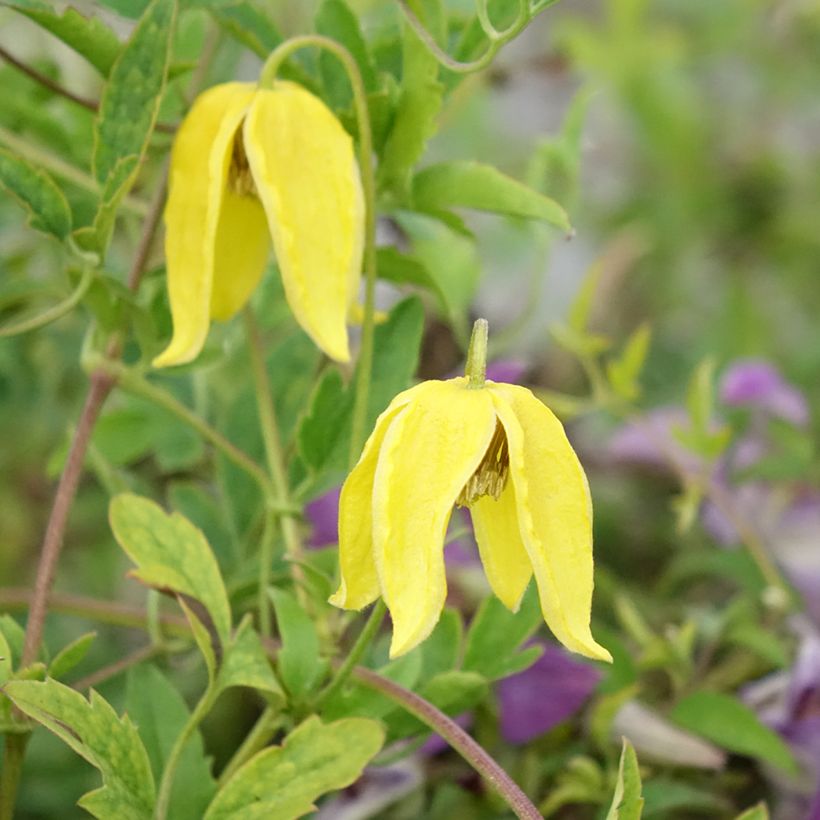 Clematis tangutica Lambton Park (Floração)