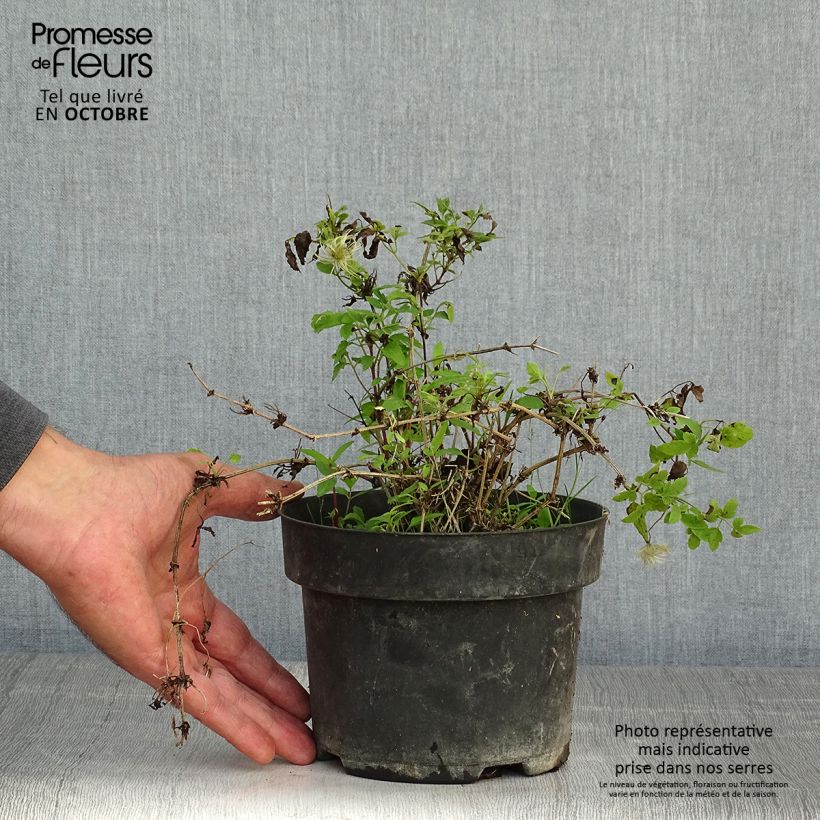 Amostra de Clematis tangutica Little Lemons Vaso de 2 L/3 L tal como entregue no outono