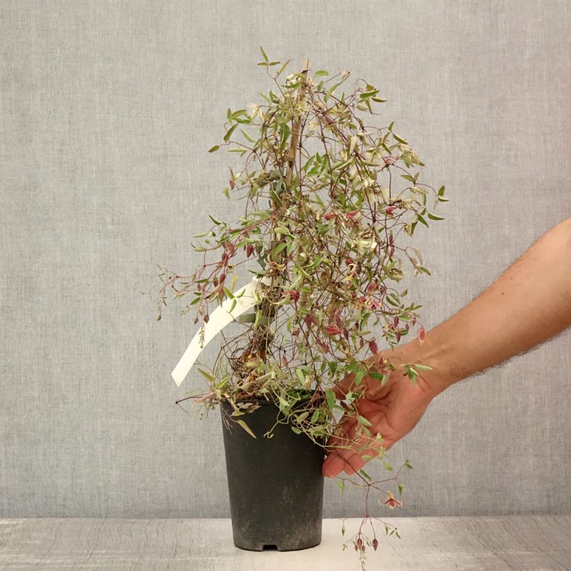 Amostra de Clematis tangutica My Angel Vaso de 2 L/3 L tal como entregue no verão