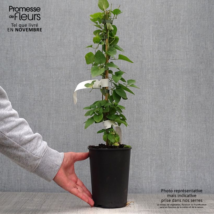 Amostra de Clematis terniflora Vaso de 2 L/3 L tal como entregue no outono