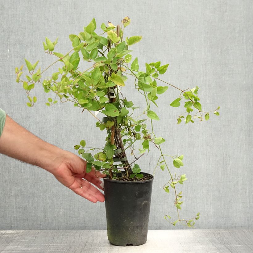 Amostra de Clematis terniflora Vaso de 2 L/3 L tal como entregue no verão
