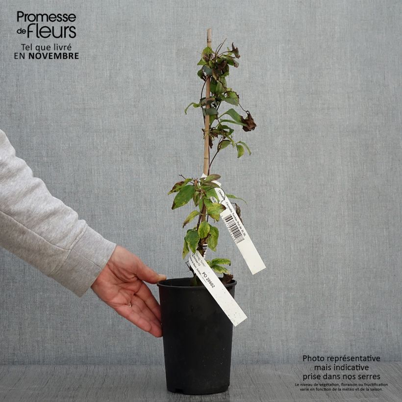 Amostra de Clematis Teshio Vaso de 2 L/3 L tal como entregue no outono