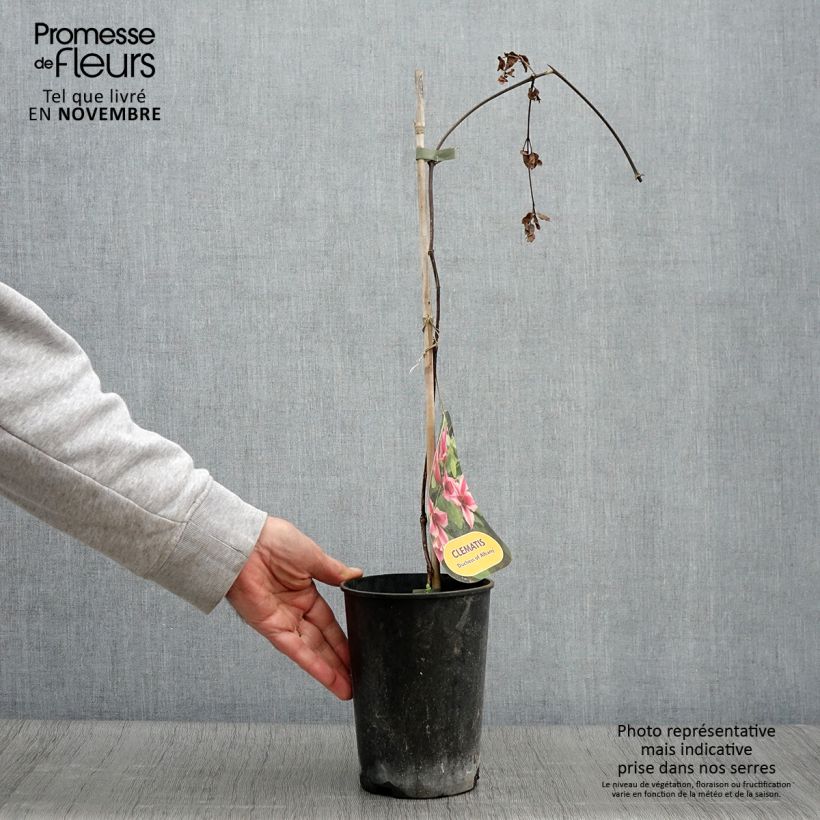 Amostra de Clematis texensis Duchess of Albany Vaso de 2 L/3 L tal como entregue no outono