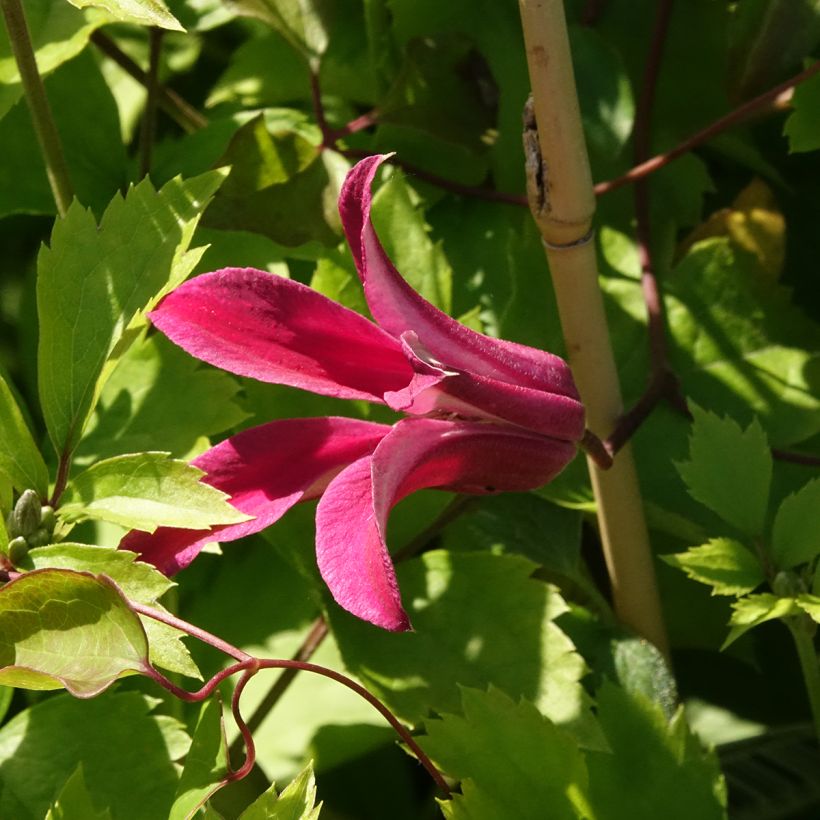 Clematis texensis Duchess of Albany (Floração)