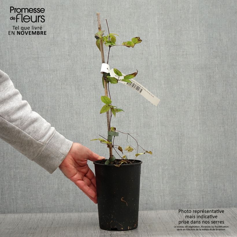 Amostra de Clematis texensis Gravetye Beauty Vaso de 2 L/3 L tal como entregue no outono