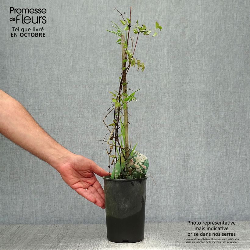 Amostra de Clematis texensis Mienie Belle Vaso de 2 L/3 L tal como entregue no outono