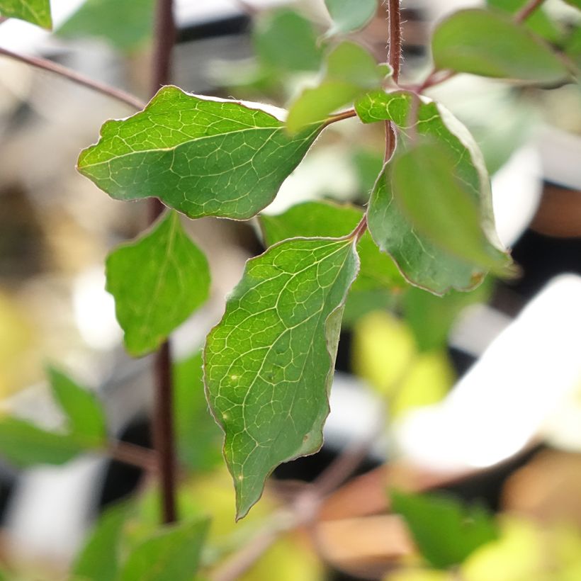 Clematis texensis Notre (Folhagem)