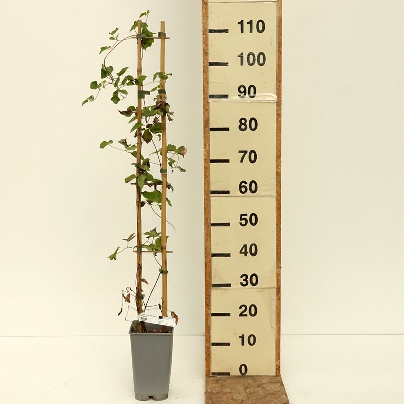 Amostra de Clematis texensis Notre Vaso de 3 L/4 L tal como entregue no verão