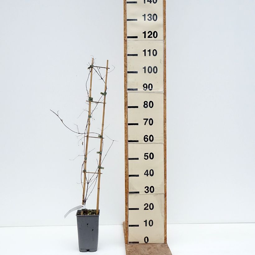 Amostra de Clematis texensis Notre Vaso de 3 L/4 L tal como entregue no inverno